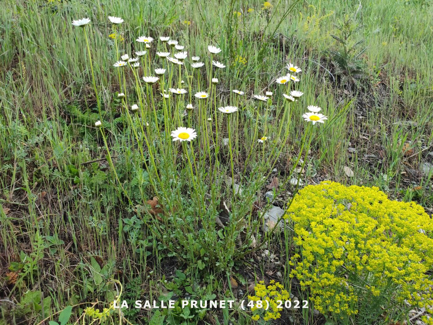 Ox-eye daisy plant